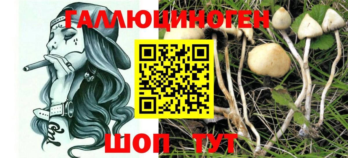 Железногорск  Псилоцибиновые грибы GOLDEN TEACHER  Вход с VPN 